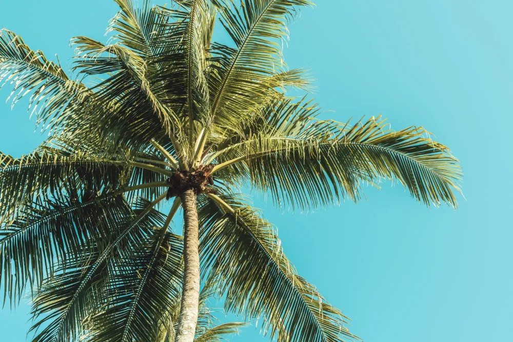 Palm trees against a tropical sky